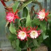 Epiphyllum_cv._Clown_Schusterkaktus